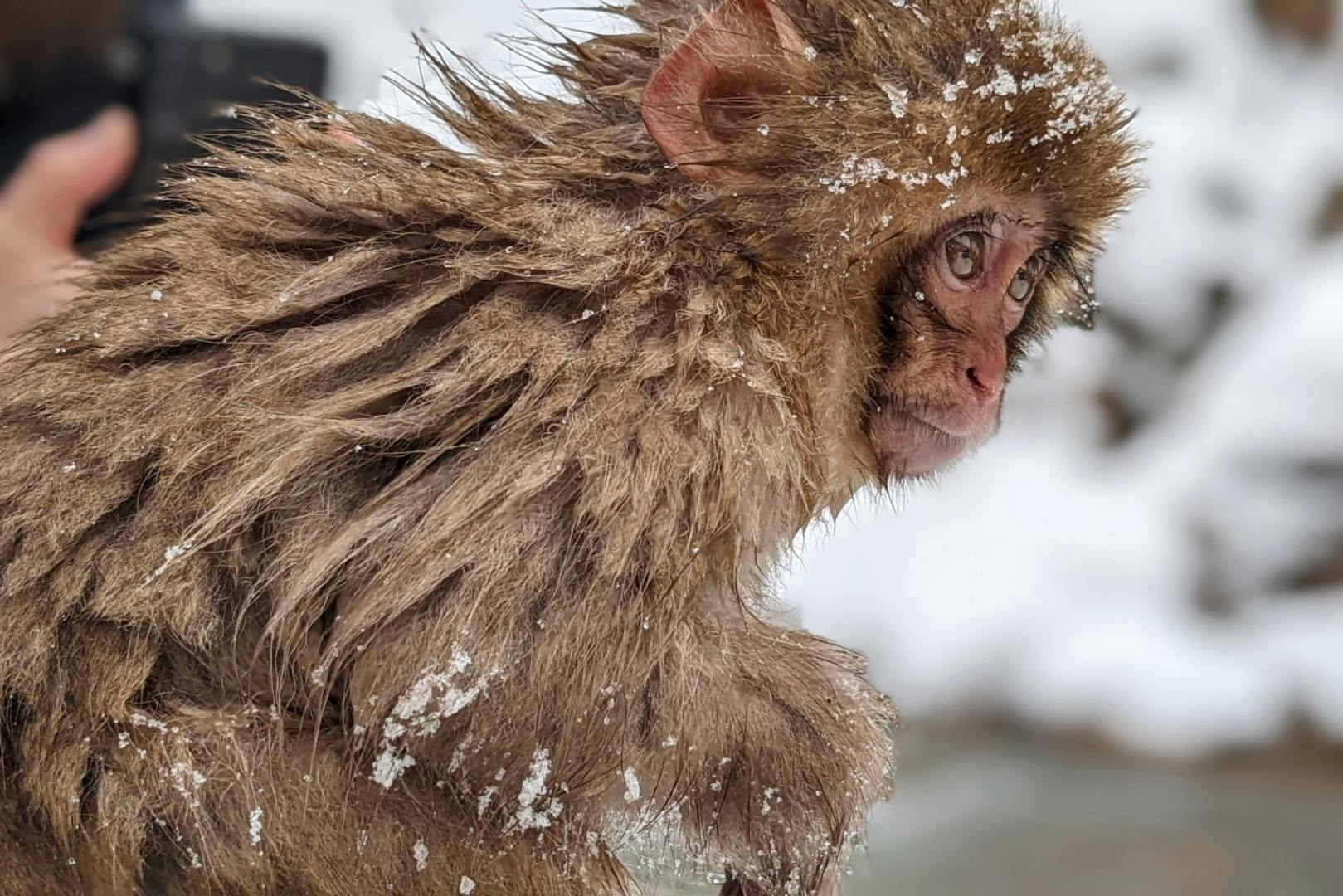 A close-up of a Japanese macaque with snowy fur, standing outdoors in a wintery environment.