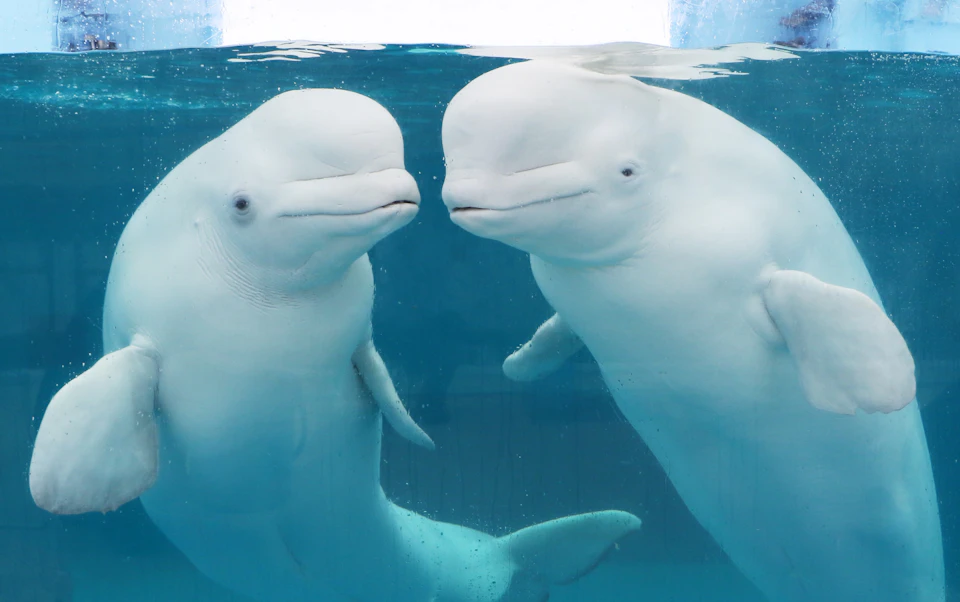 Two white beluga whales underwater, facing each other, in a clear blue aquatic environment.