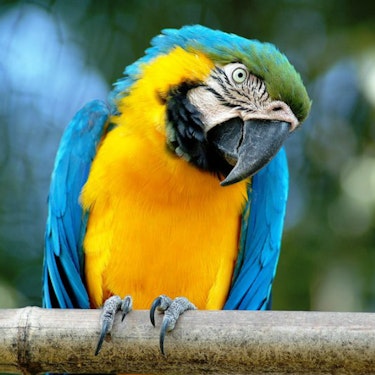 Rome Bioparco Tickets