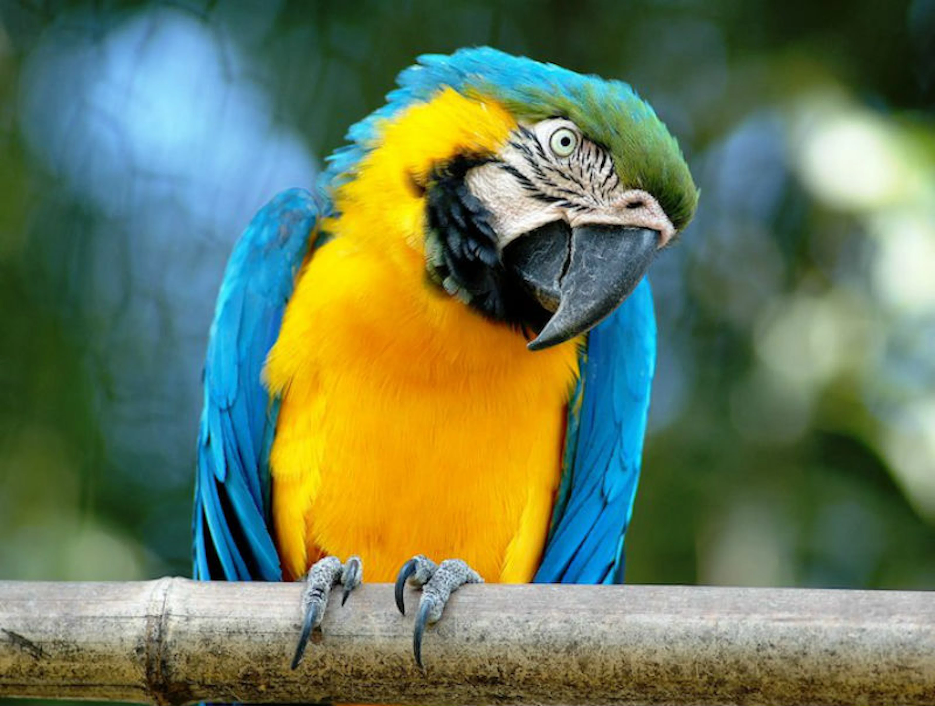 Rome Bioparco Entry Tickets