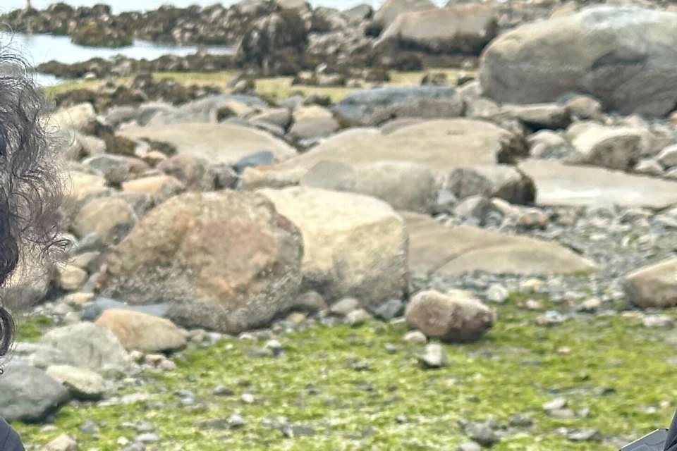 Three people on a rocky, mossy shore observe something small in one person's hand. One holds a camera.