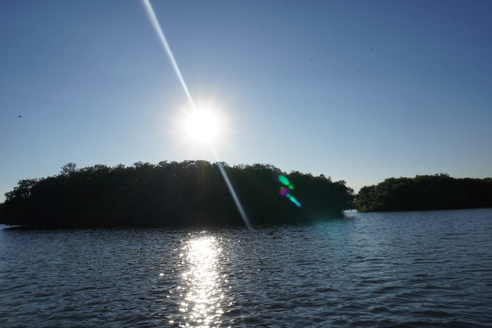 Mangroves
