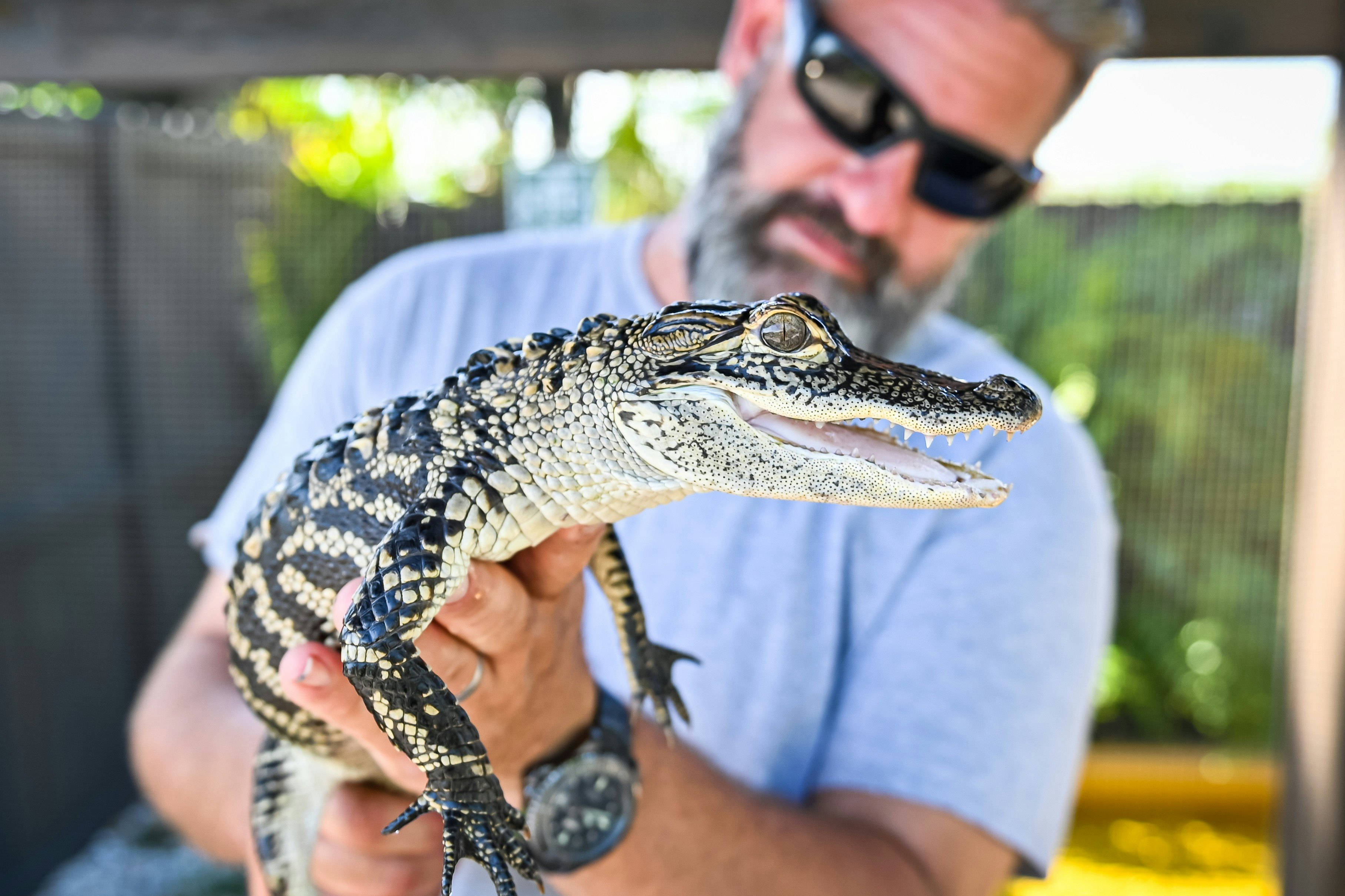 Fort Lauderdale: Florida Everglades Adventure Package