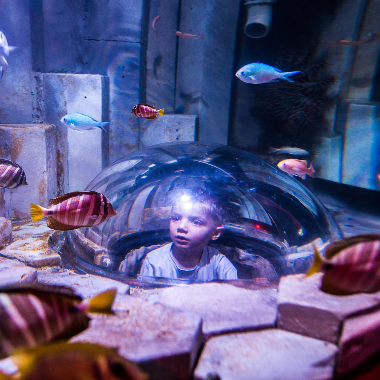 SEA LIFE Melbourne Aquarium: Entry Ticket in Melbourne β Tiqets