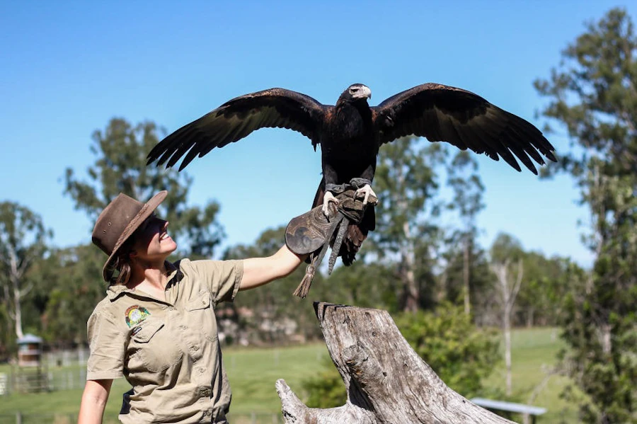 Biljetter till Lone Pine Koala Sanctuary i Brisbane