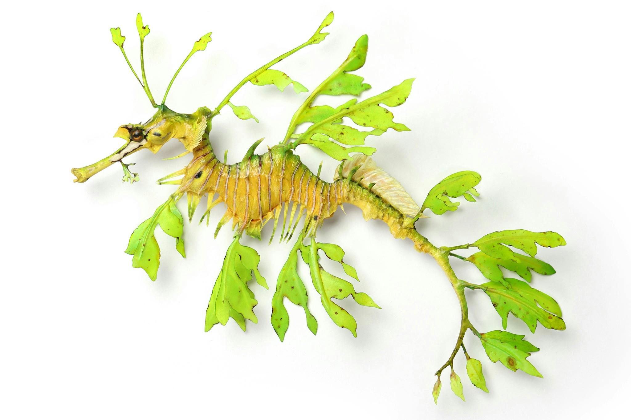 Exquisite Creatures Exhibit: Entry Ticket - Photo 4