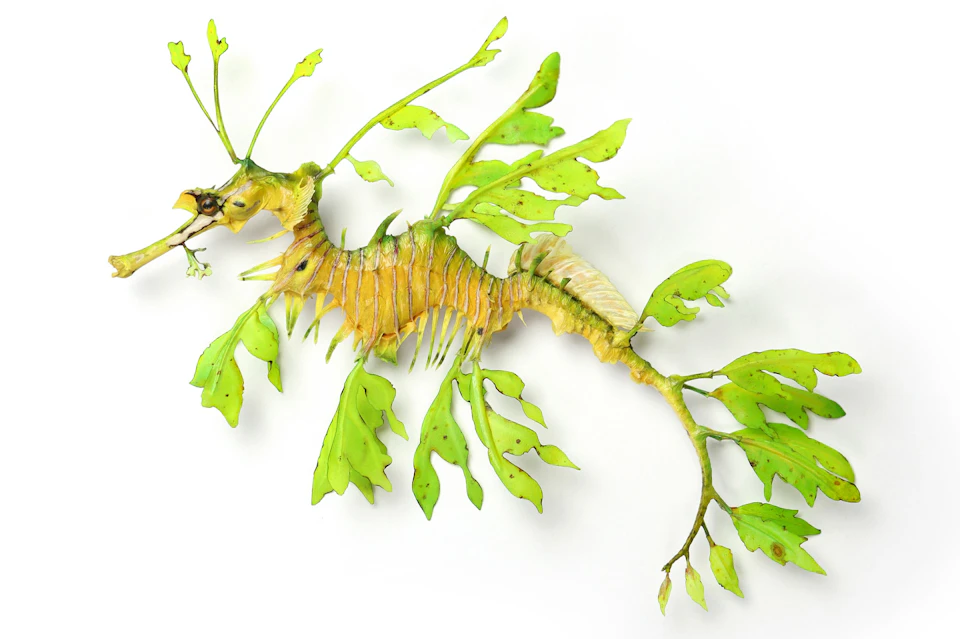A leafy seadragon with intricate green leaf-like appendages on a white background.
