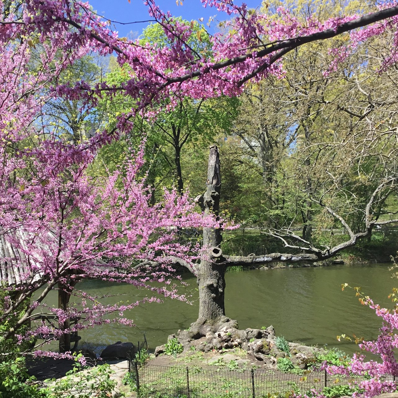 Central Park: Recorrido a pie - Alojamientos en Nueva York