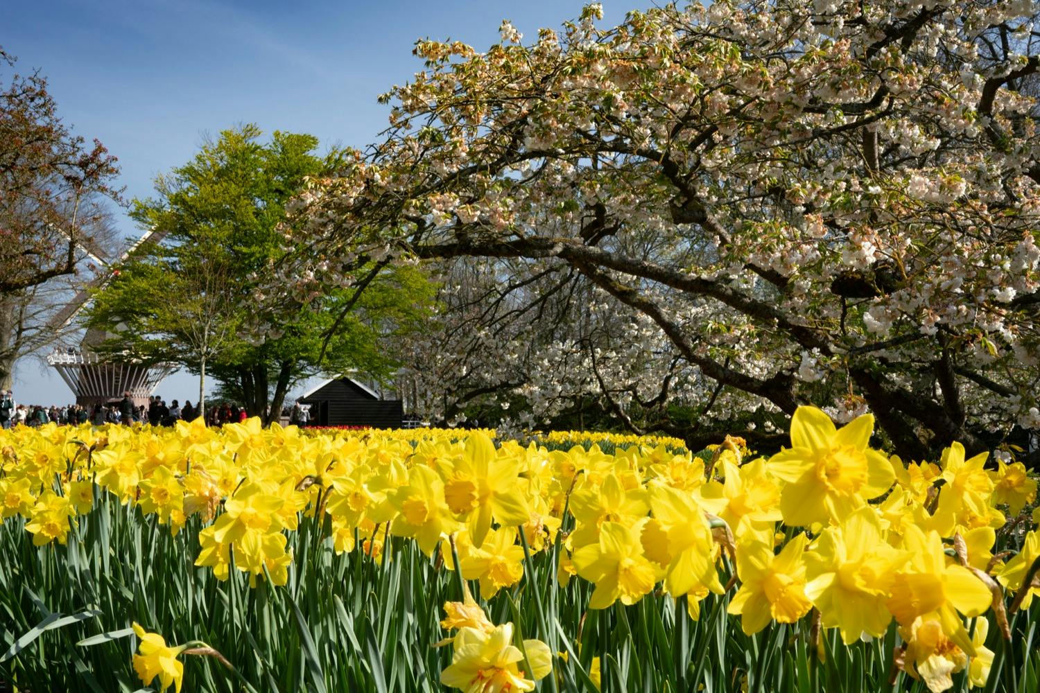 A vibrant field of yellow daffodils beneath blooming tree branches, with a small wooden building in the background.
