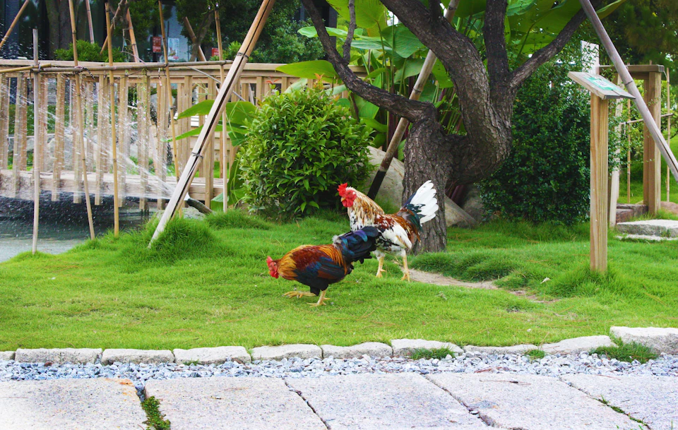 Two roosters on a grassy area near a tree and bushes, with a wooden fence and garden in the background.