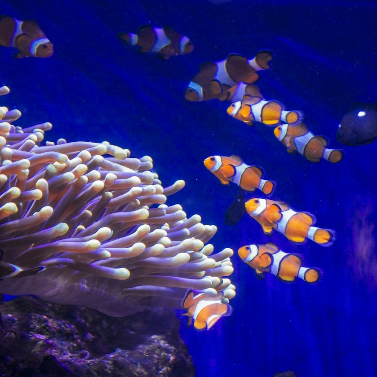 L'Aquarium de Barcelona: Flexi-ticket - Alojamientos en Barcelona
