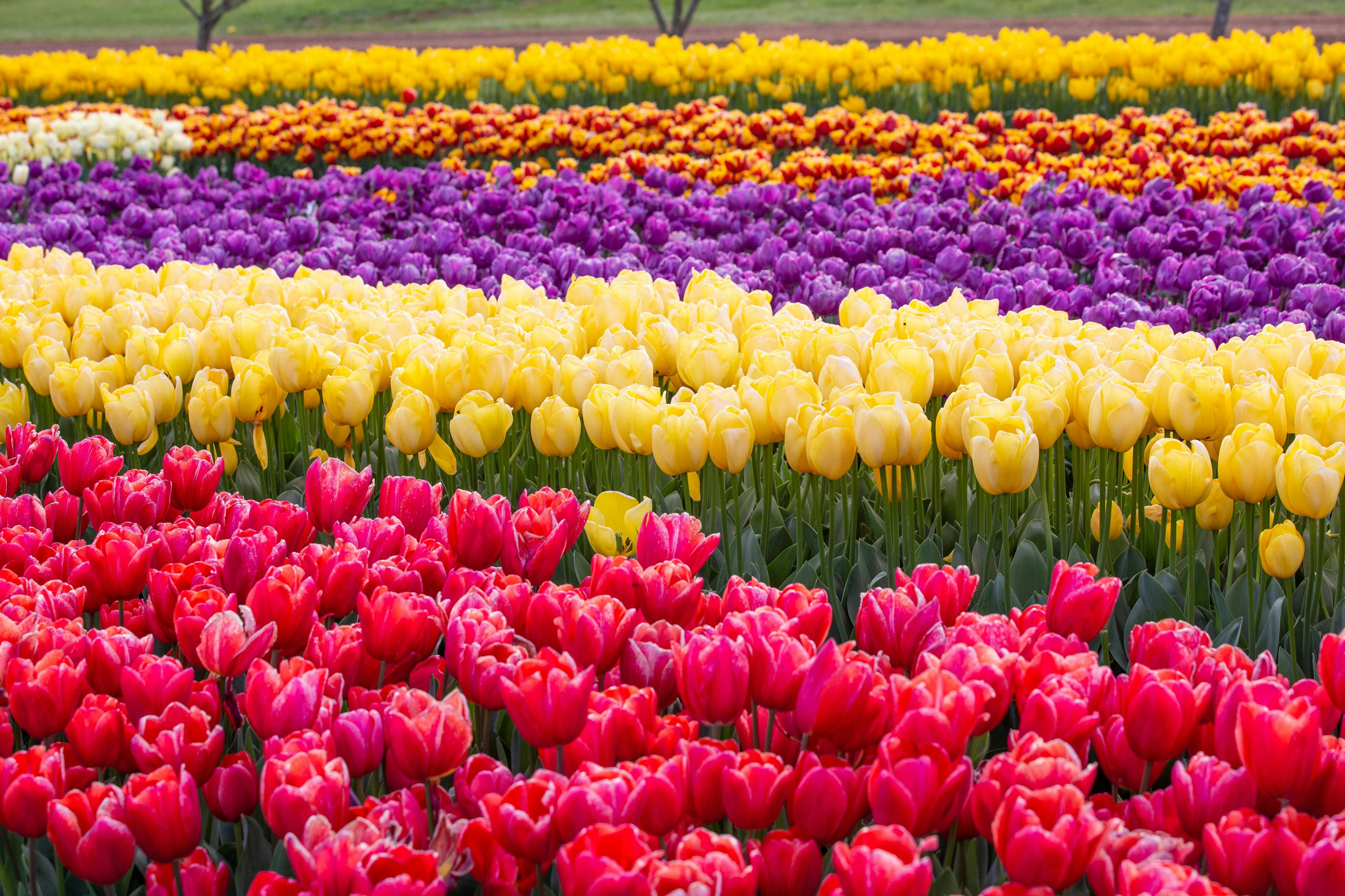 Yarra Valley Floral Day Pass 5