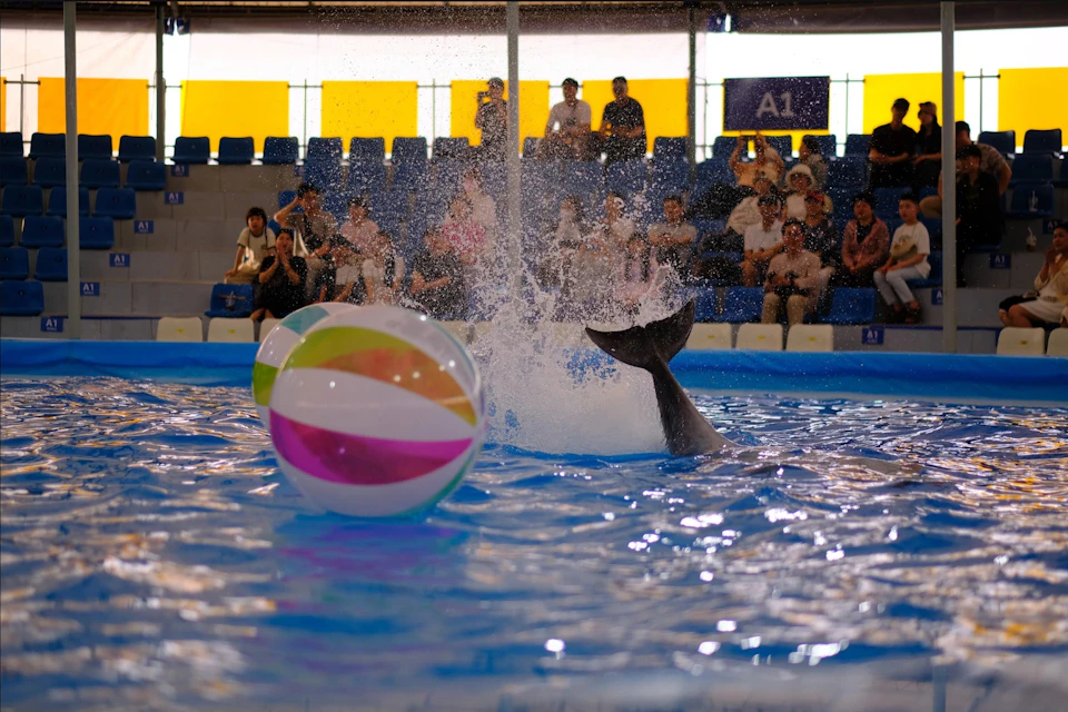 A dolphin's tail splashes water in a pool with a colorful beach ball, while an audience watches in the background.