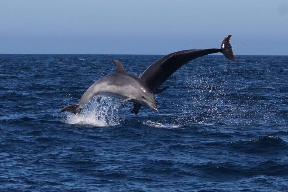 バンドウイルカ