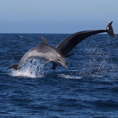 Sagres: Guided Wildlife Adventure Tour - Photo 7