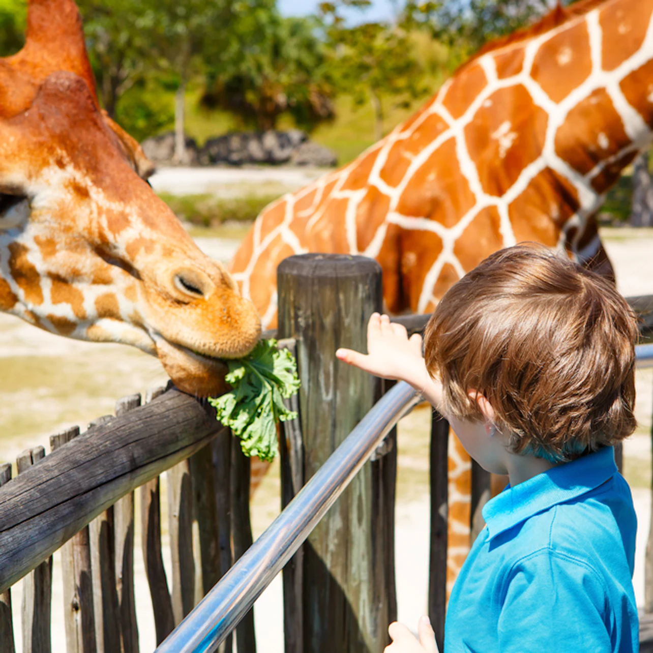 Zoo Miami: Skip The Line Ticket in Miami – Tiqets