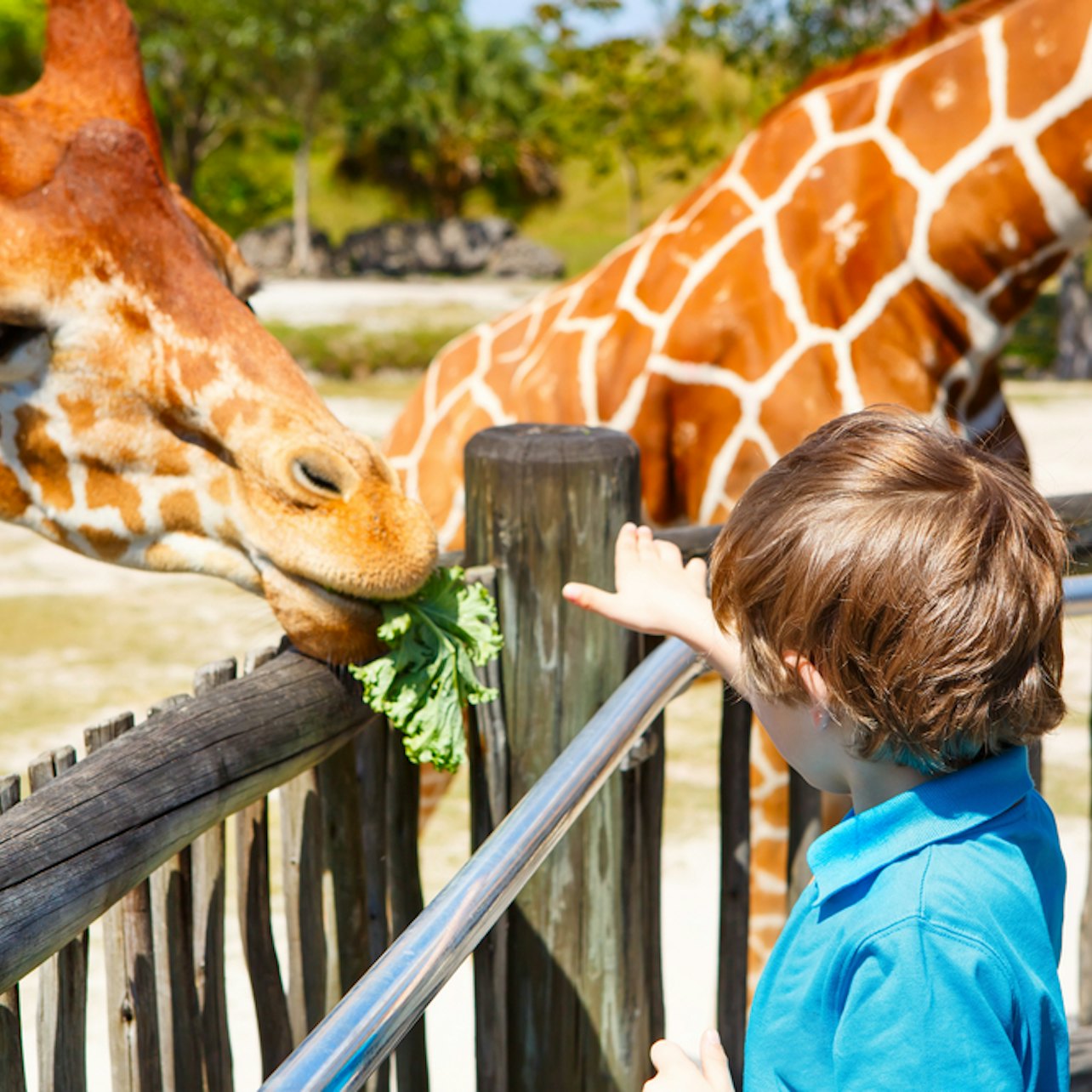 Zoo de Miami: Saltar la cola de entrada - Alojamientos en Miami