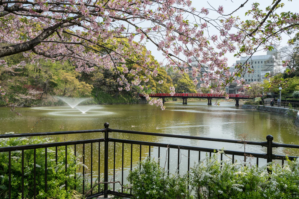 Cherry blossoms overhang a pond with a water fountain, red bridge, and greenery in the background, viewed through a black railing.