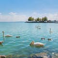 Cisnes en el lago Balaton