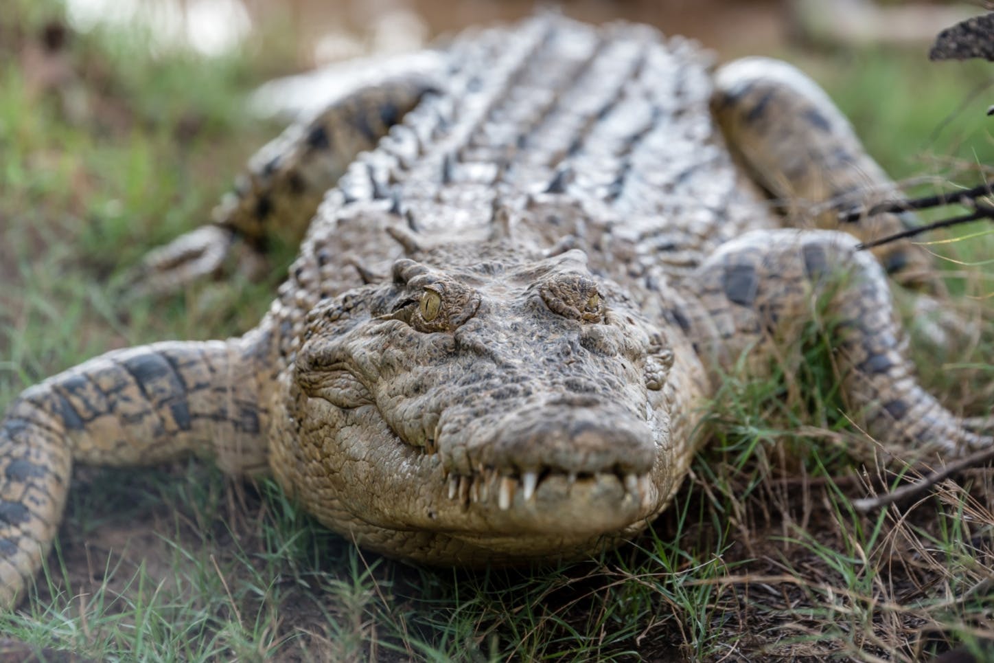 Koorana Crocodile Farm: tour guiado - Photo 2