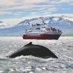 A humpback whale takes a deep dive with a red and white catamaran boat in the background with wintery landscapes all around.