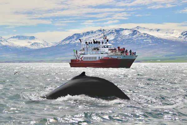 Akureyri : Croisière d’Observation des Baleines