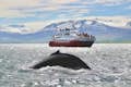 Hrbatá velryba se hluboce ponoří s červeno-bílou katamaránovou lodí v pozadí se zimní krajinou všude kolem.