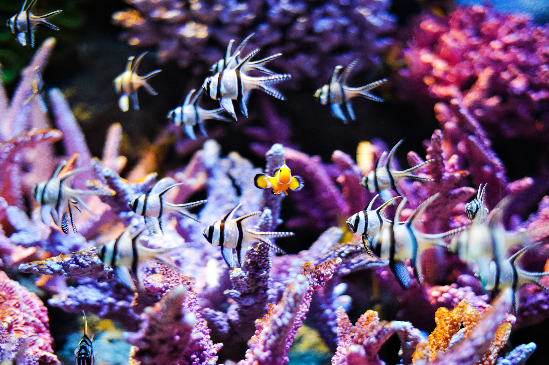 Colorful tropical fish swim among vibrant pink and purple coral in an underwater scene.