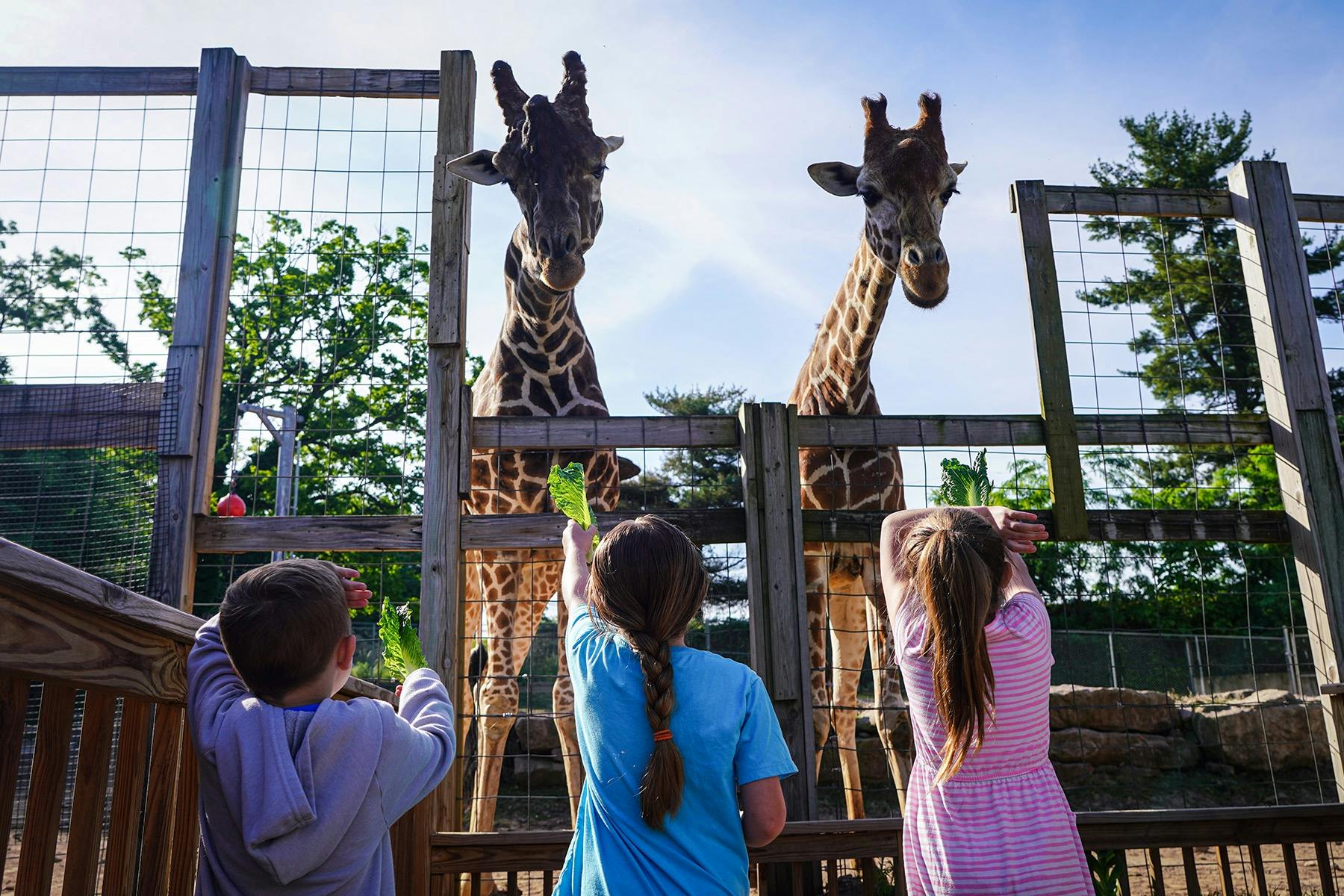 Children feeding giraffes with leaves through a fence at a zoo on a sunny day.