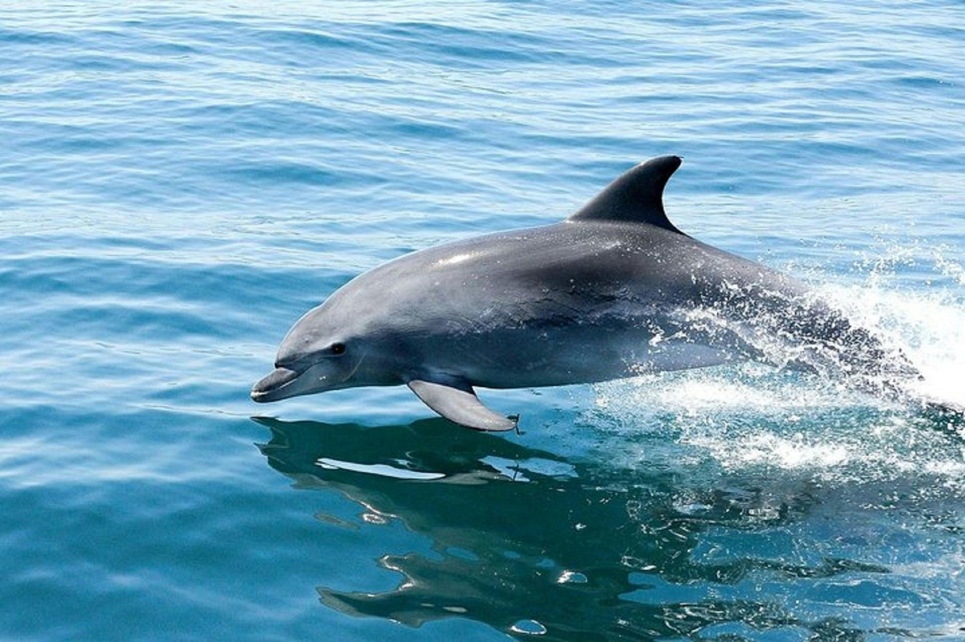 A dolphin jumping out of clear blue ocean water, creating splashes.