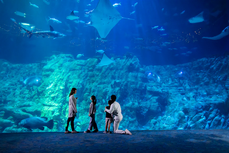 Ocean Park Hong Kong: Admission Ticket