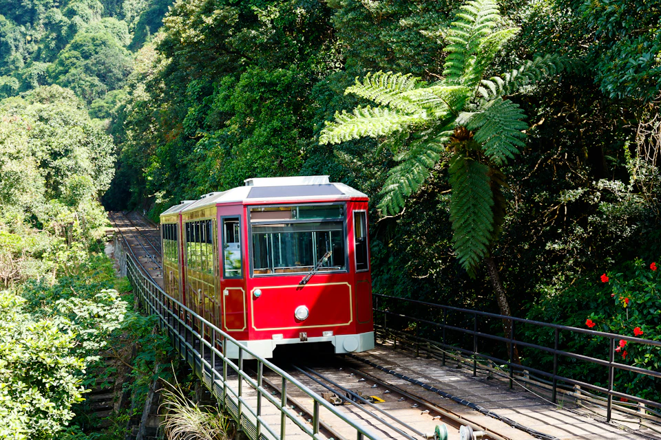 A red tram travels along tracks through a lush, green forest with dense trees and large ferns.