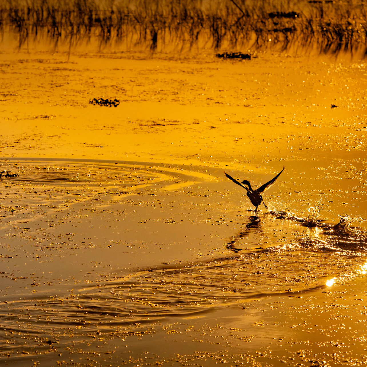 Kissimmee: 1-Hr Boggy Creek Sunset Everglades Airboat Tour in Kissimmee – Tiqets
