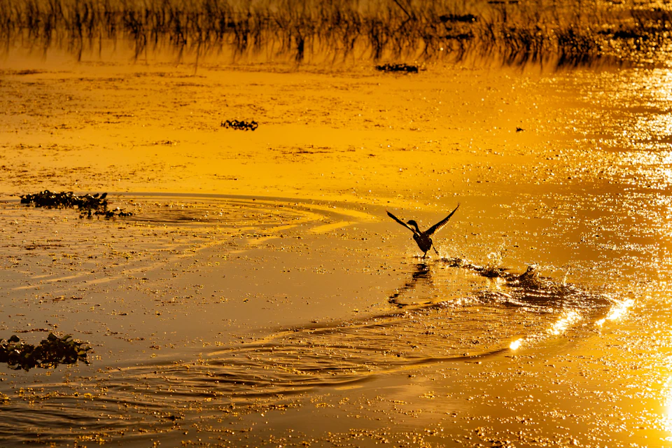 Wildlife at Sunset