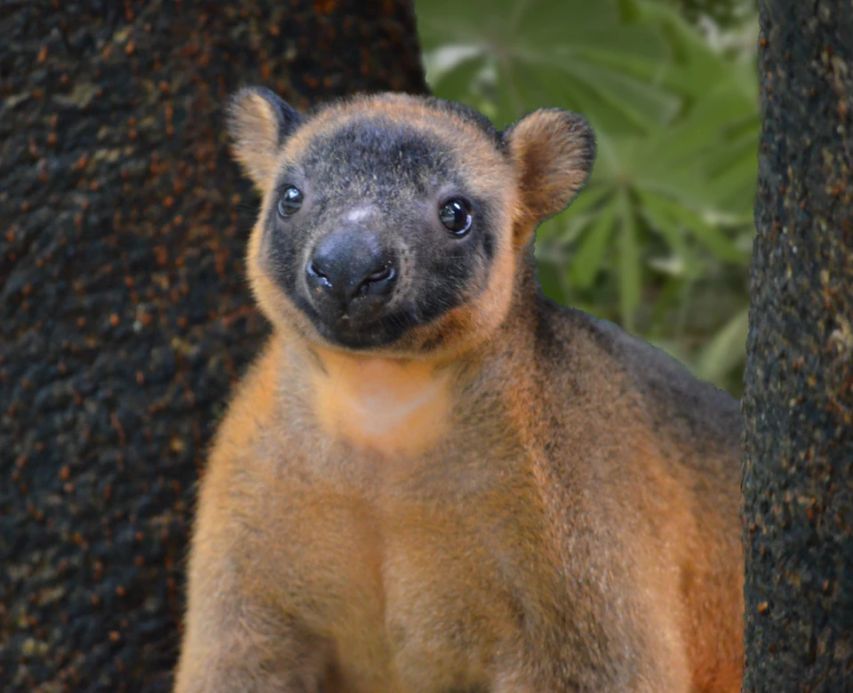 A close-up of a tree kangaroo with soft brown fur, round ears, and large eyes, standing near a tree trunk with green foliage in the background.