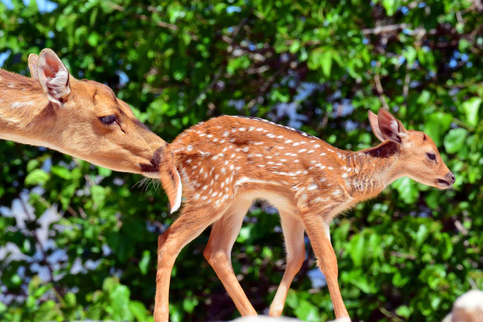 A doe tending to a fawn in a wooded area with green foliage in the background.