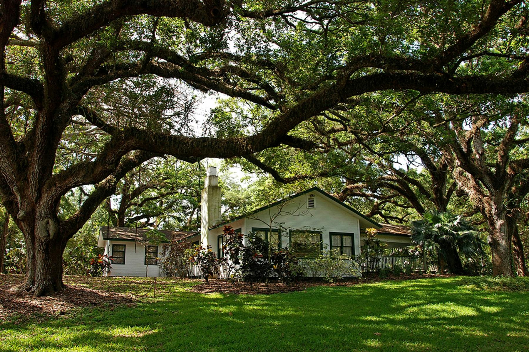 煙突を備えた白い1階建ての家は、緑豊かな緑と広大なオークの木に囲まれています。