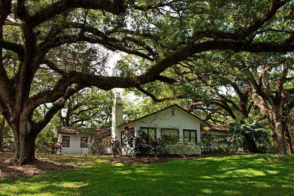 A white, single-story house with a chimney is surrounded by lush greenery and large, sprawling oak trees in the front yard.
