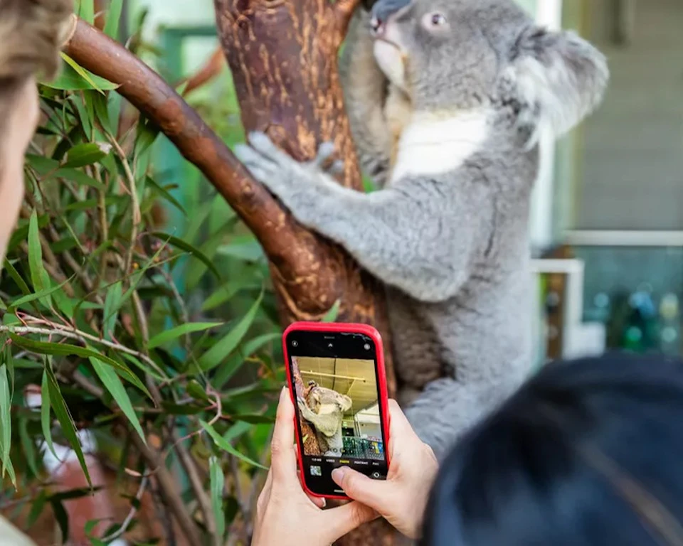 Breakfast with the Koalas