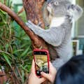 Petit-déjeuner avec les Koalas