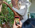 Petit-déjeuner avec les Koalas