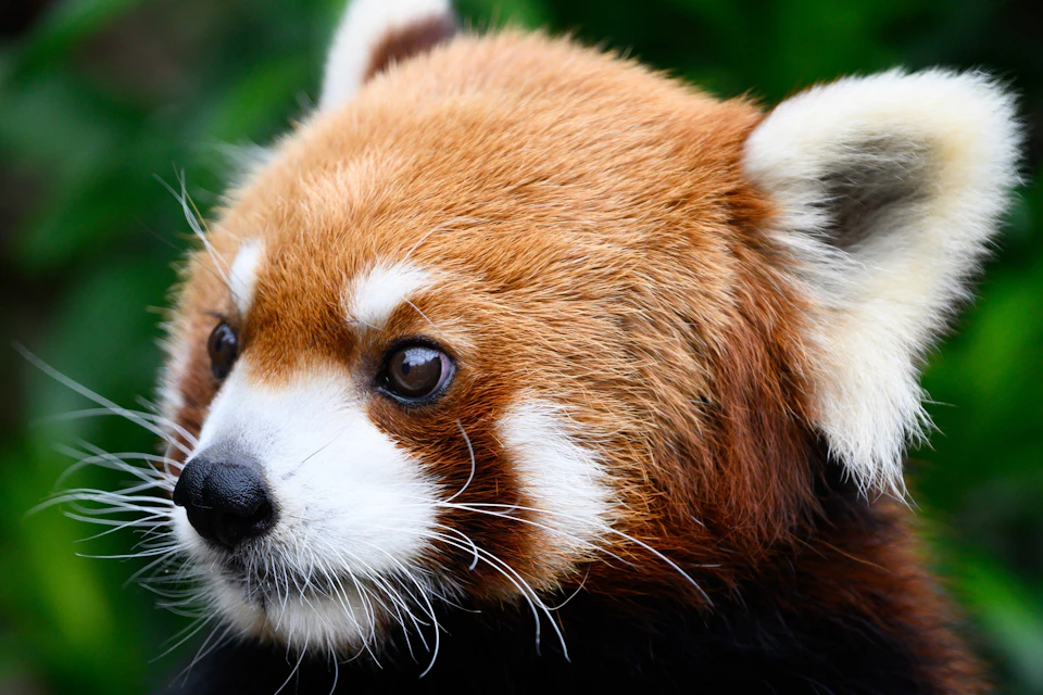 Close-up of a red panda's face showing its reddish fur, white markings, and black nose.
