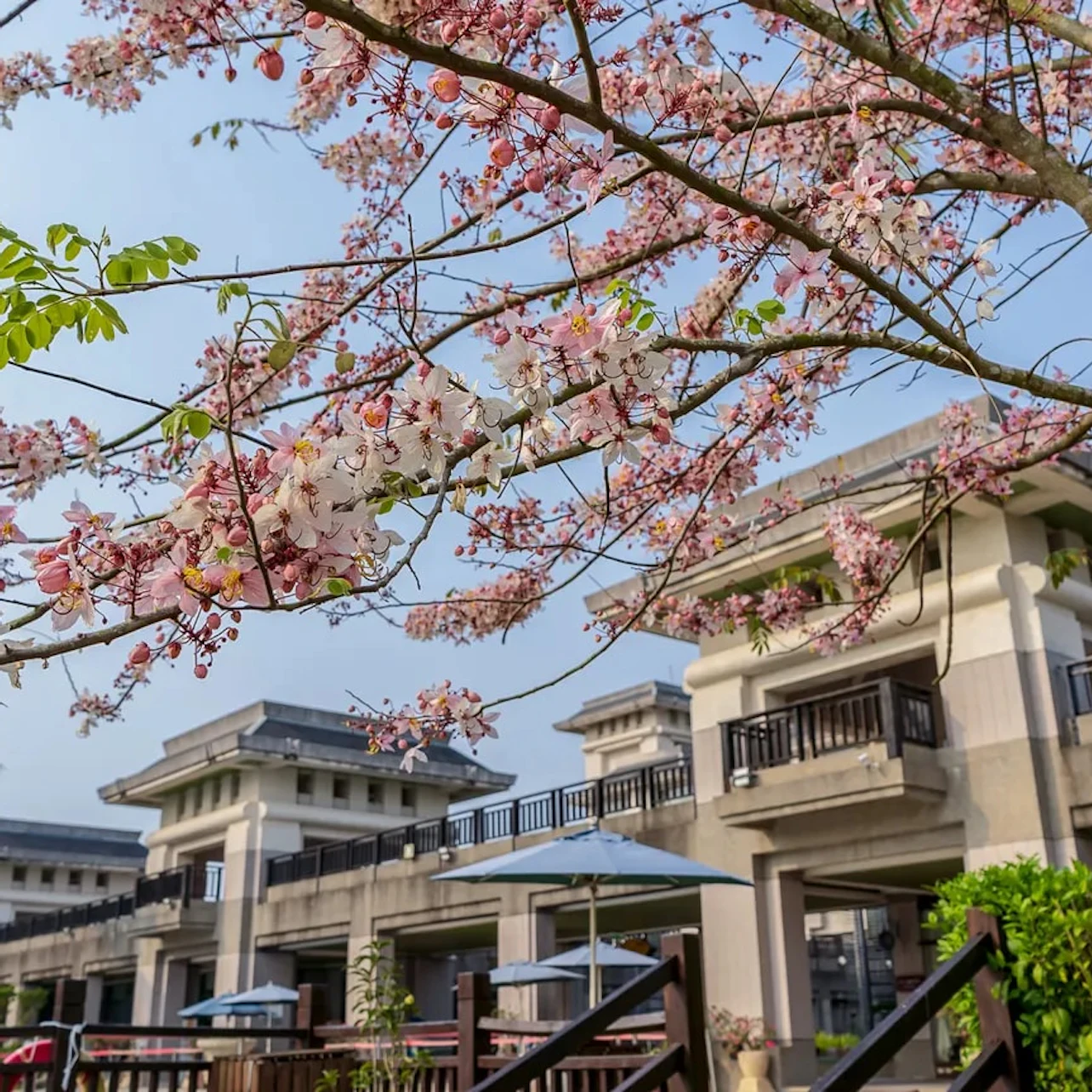 Pink cherry blossoms in focus with residential buildings and blue umbrellas in the background under a clear sky.