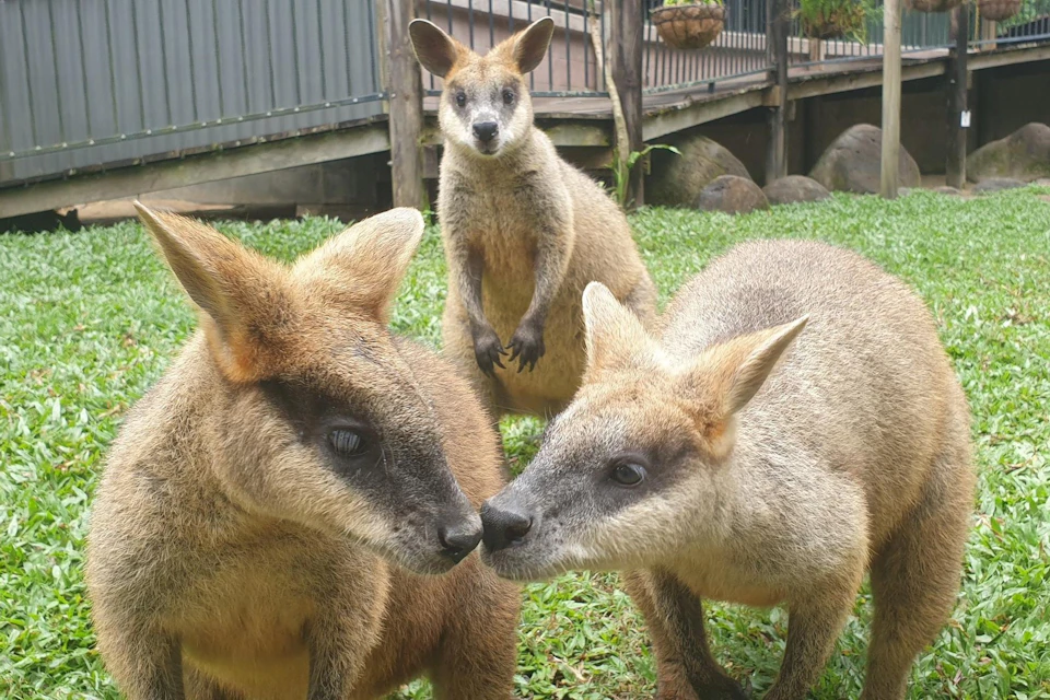 Kuranda Koala Gardens