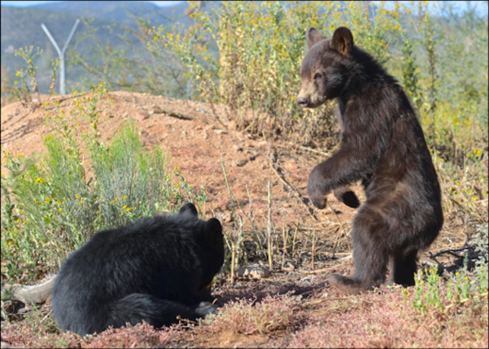 Two bear cubs, one standing on hind legs and the other lying down, in a grassy, rocky area with distant hills in the background.