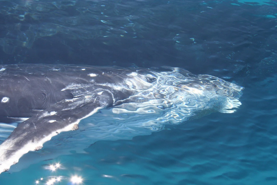 A whale partially submerged in clear blue water, with sunlight reflecting off the surface.