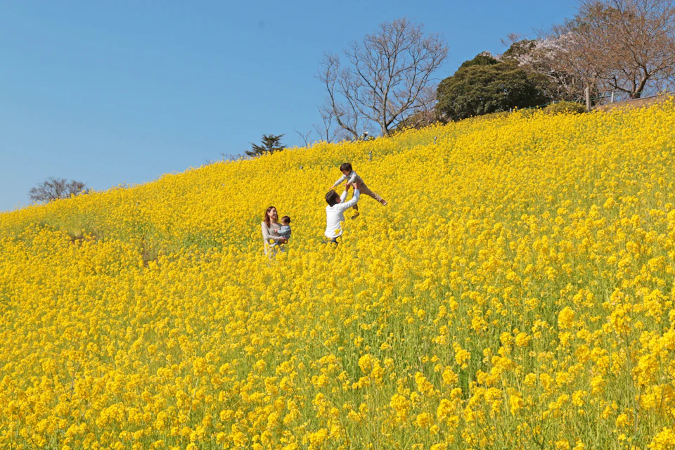 A family enjoys a sunny day in a field of yellow flowers with trees in the background.