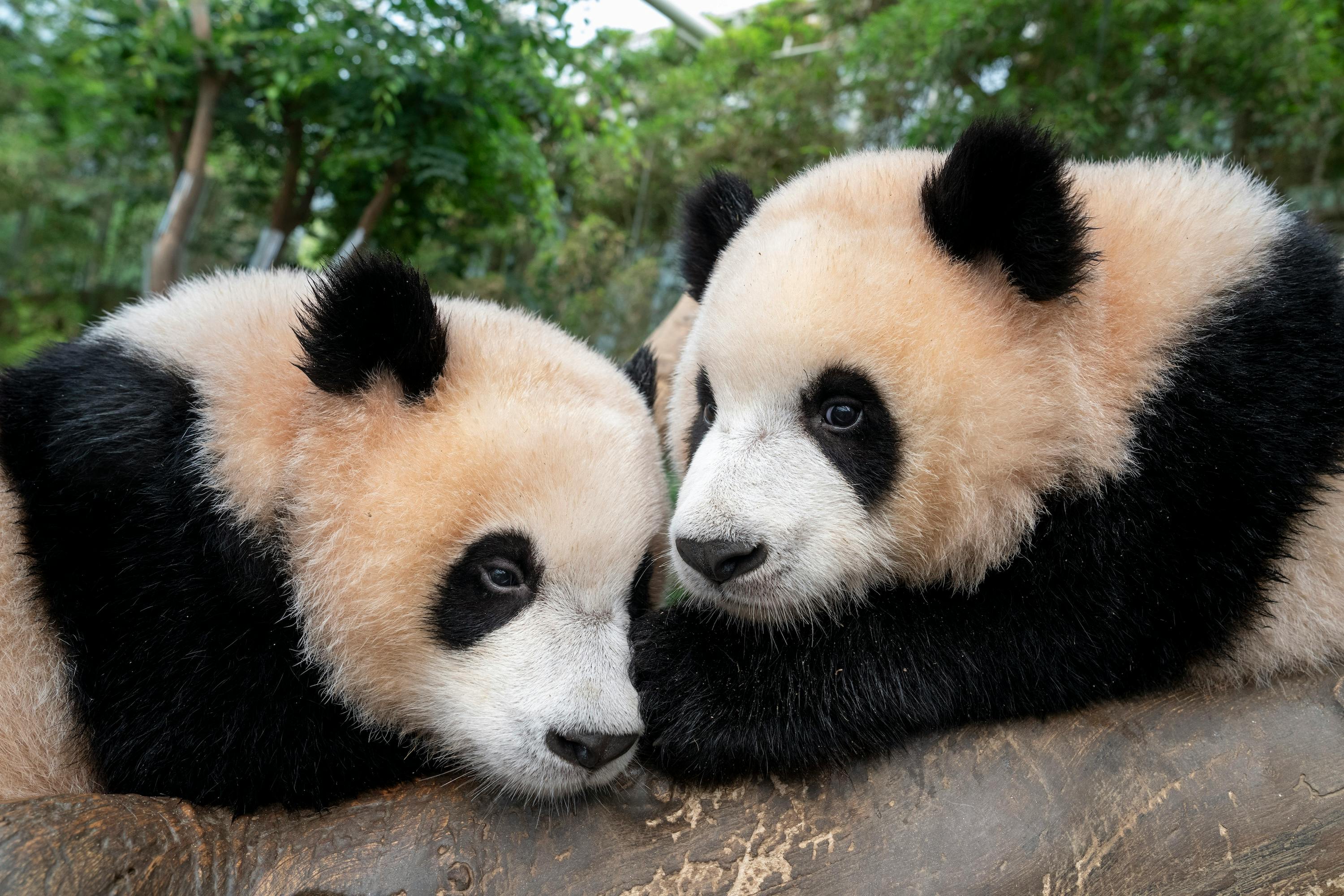 Everland Korea: All-Day Pass