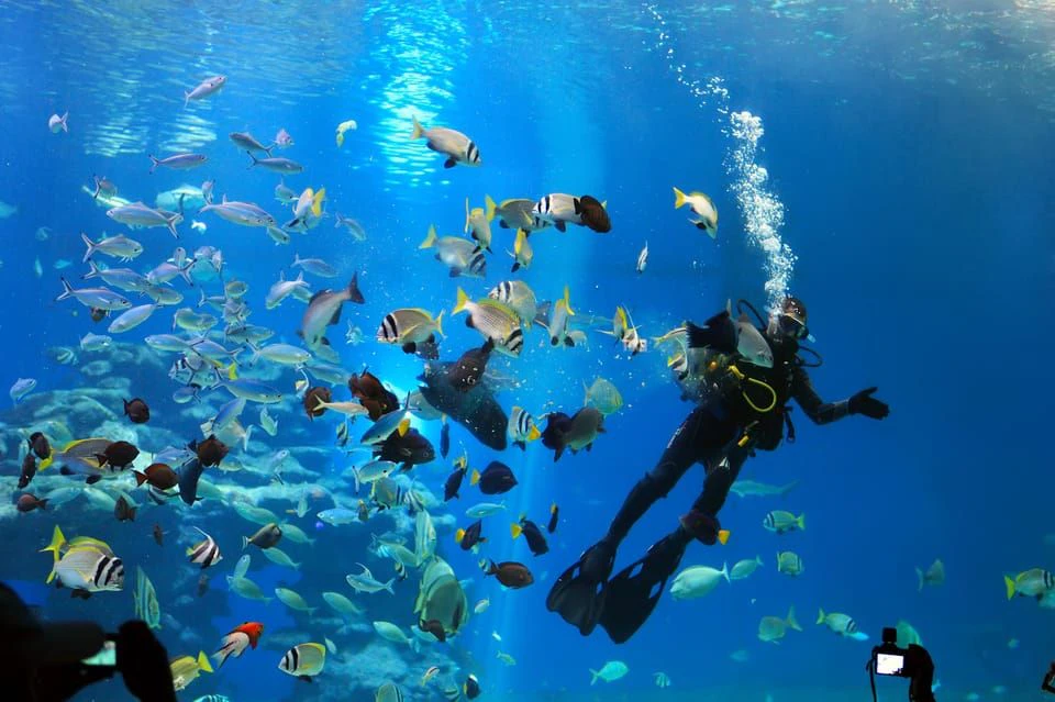 Two scuba divers surrounded by a variety of colorful fish in clear blue water.