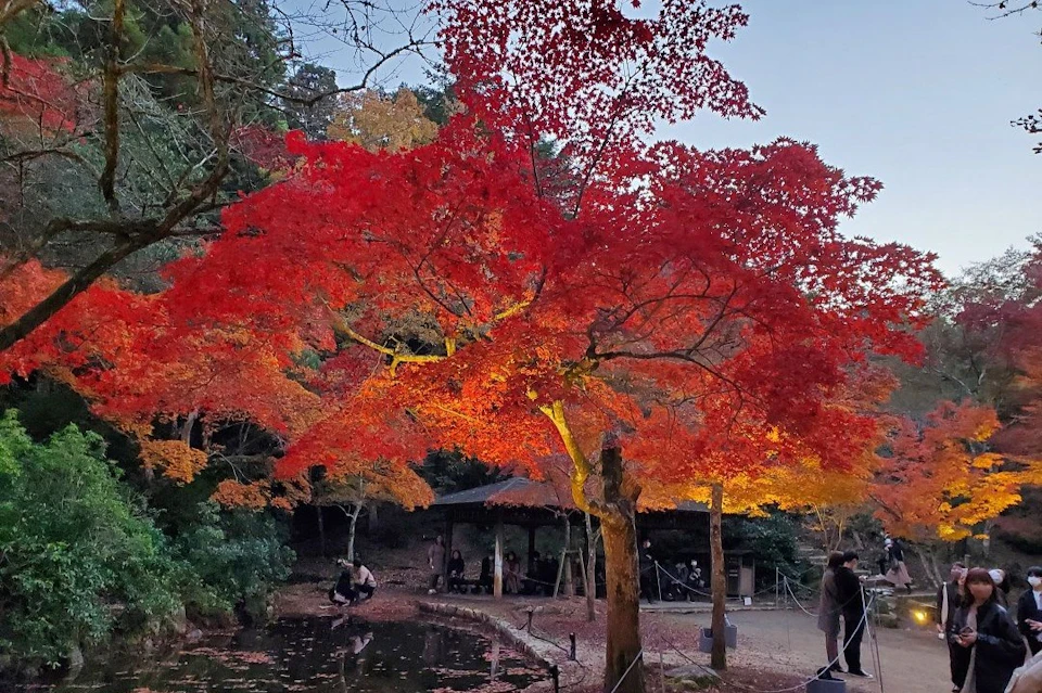 Hiroshima and Miyajima 1 Day Bus Tour
